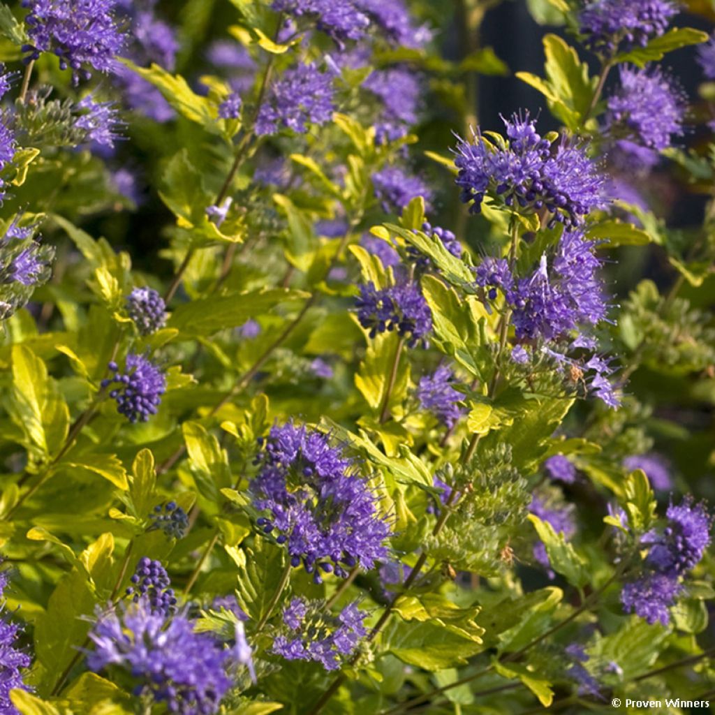 Caryopteris incana Sunny Blue - Spirée bleue, Barbe bleue