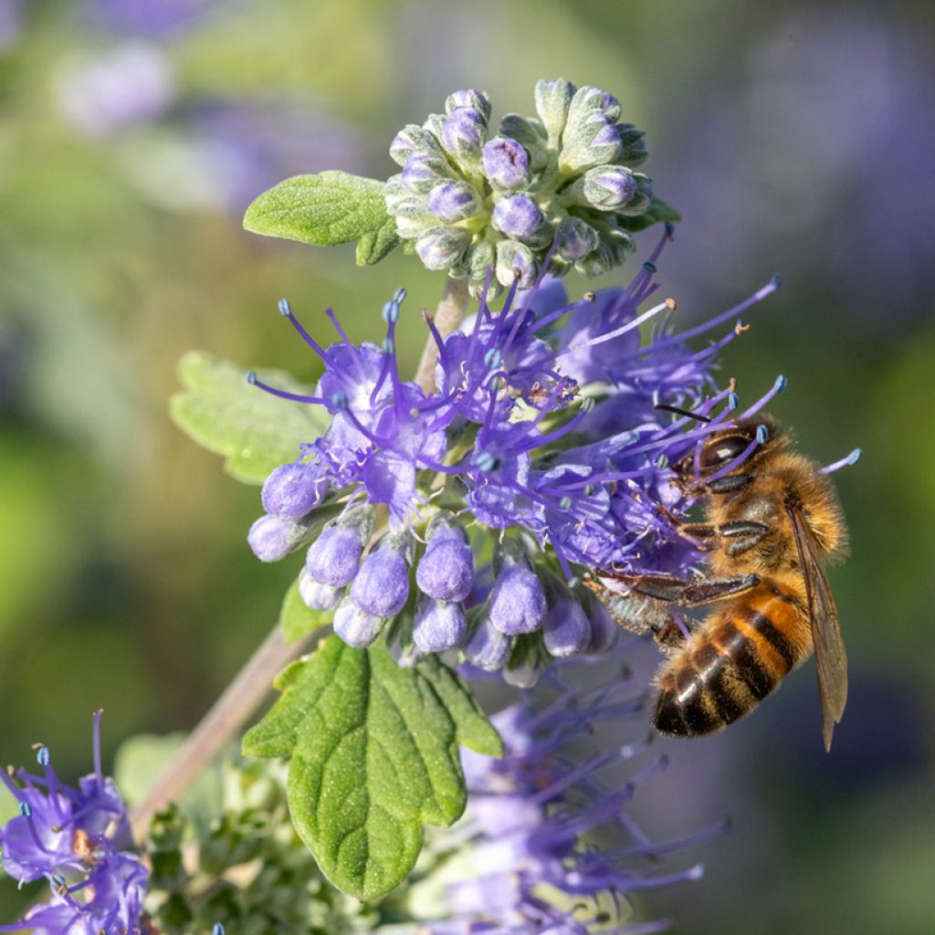 Caryopteris incana Sunny Blue - Spirée bleue, Barbe bleue