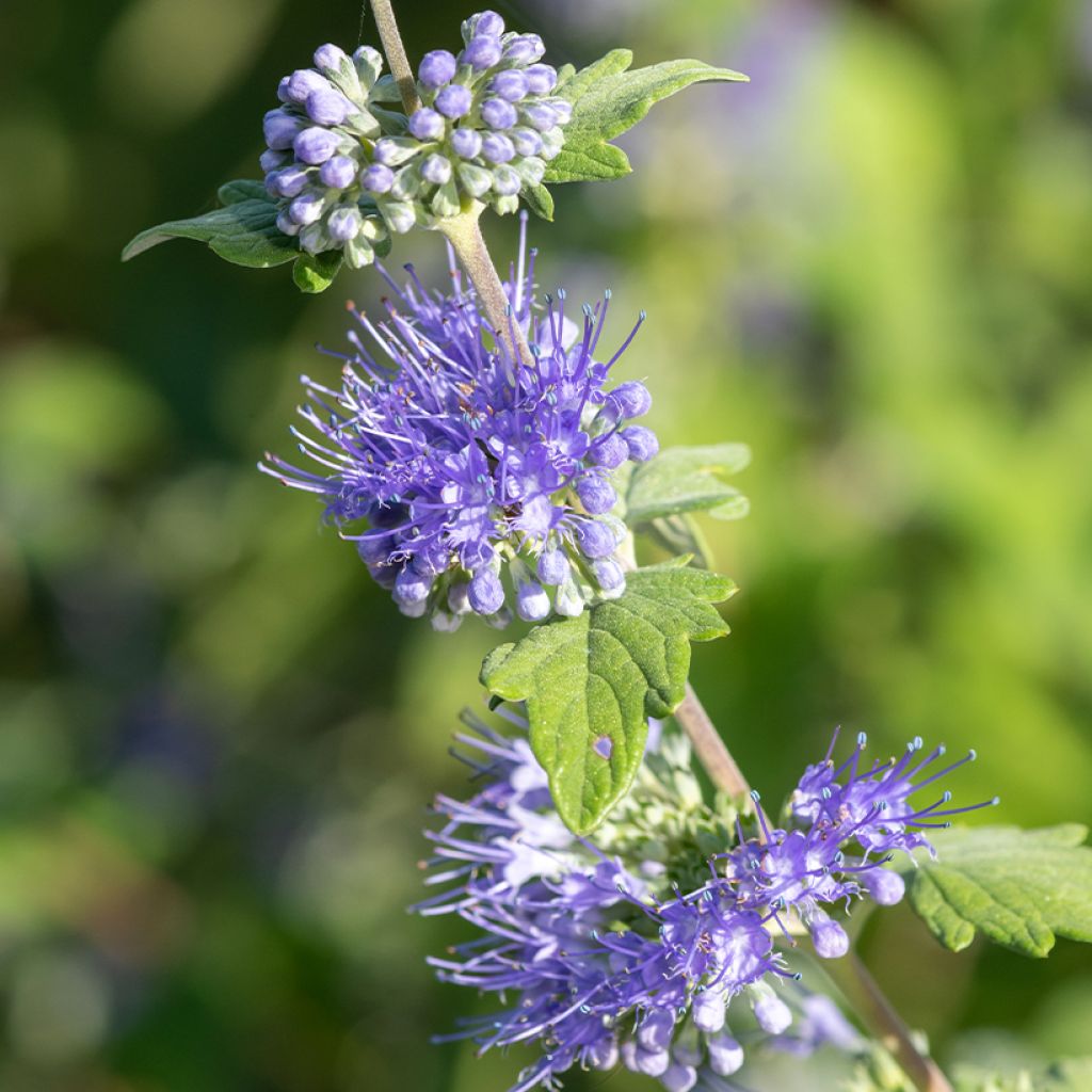 Caryopteris incana Sunny Blue - Spirée bleue, Barbe bleue