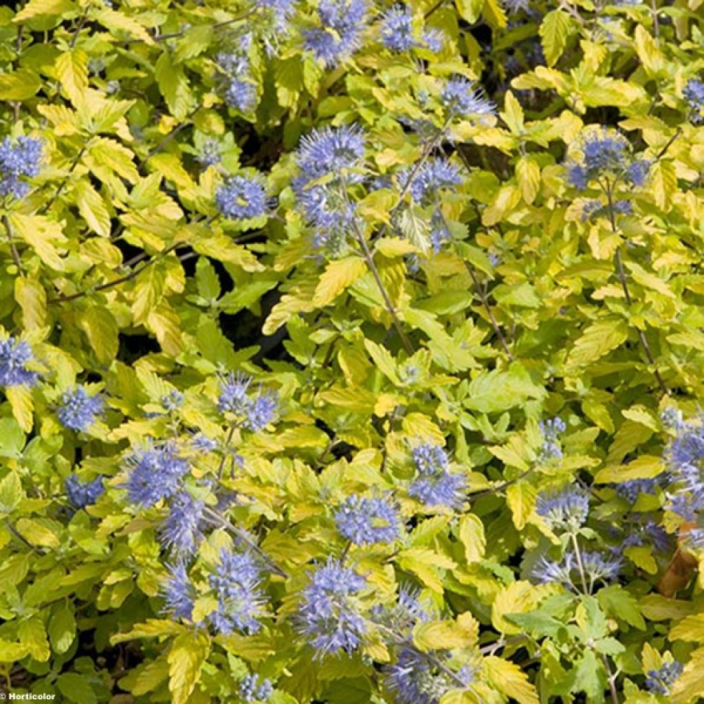 Caryopteris incana Sunshine Blue® - Barbe-bleue, Spirée bleue