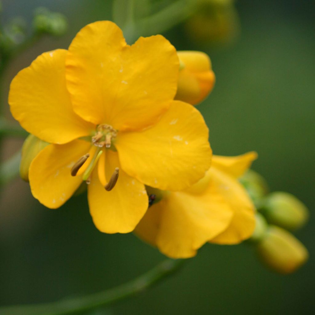 Cassia floribunda - Senné très florifère