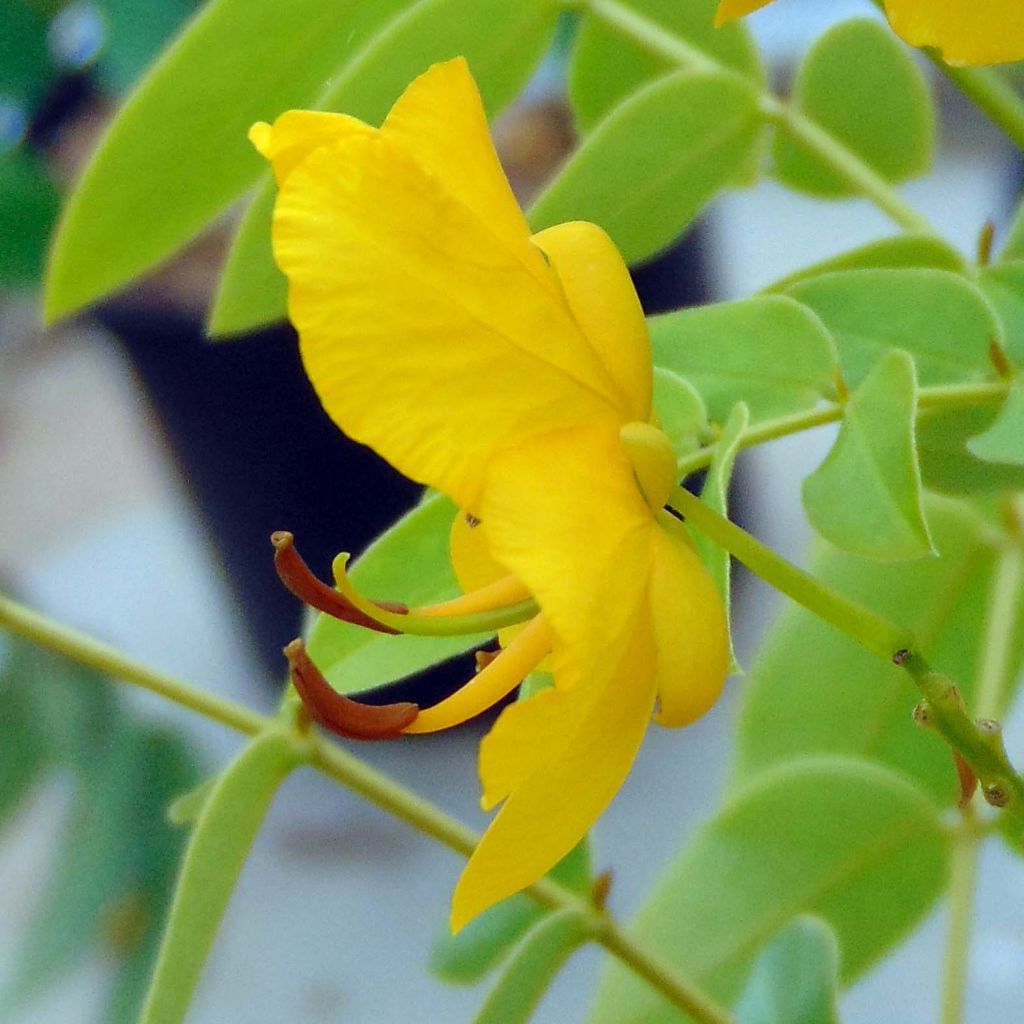 Cassia floribunda - Senné très florifère