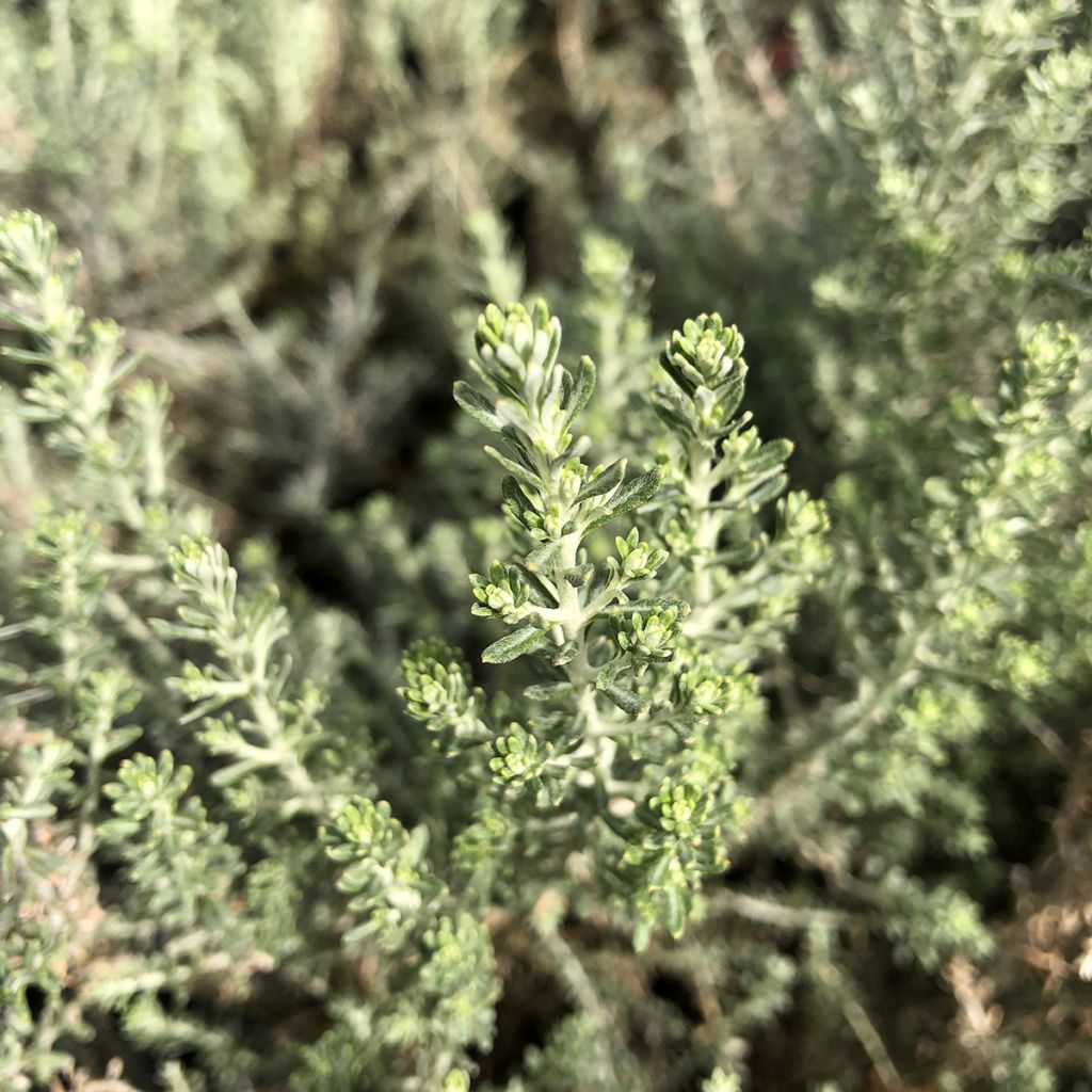 Cassinia retorta Ward Silver - Buisson miel