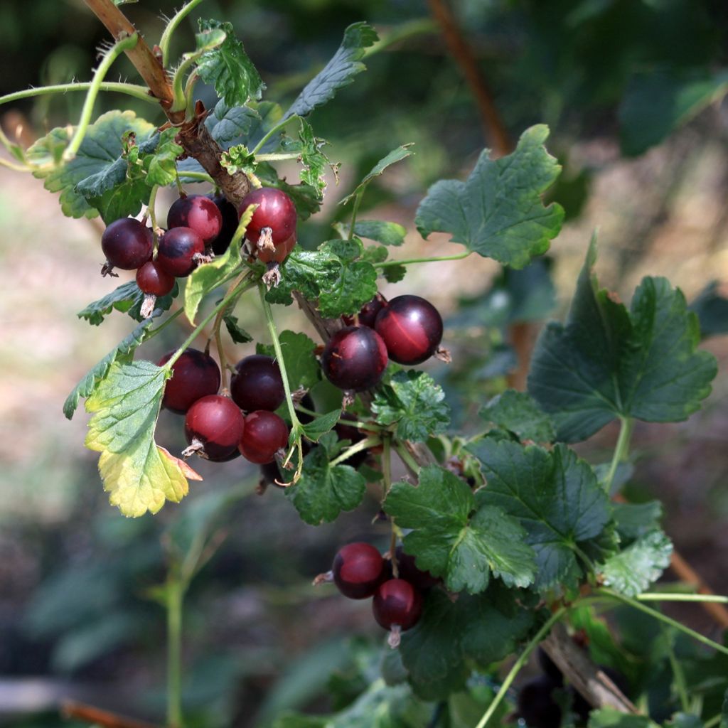 Cassissier - Ribes nigrum