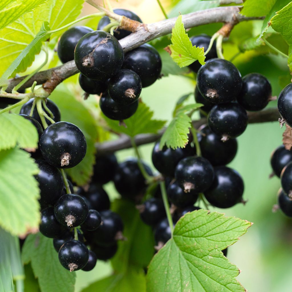 Cassissier Titania Bio - Ribes nigrum