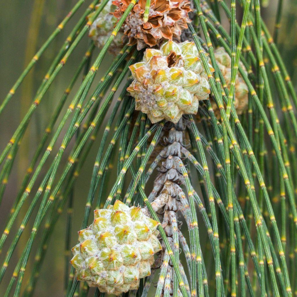 Casuarina equisetifolia - Filao, Pin australien
