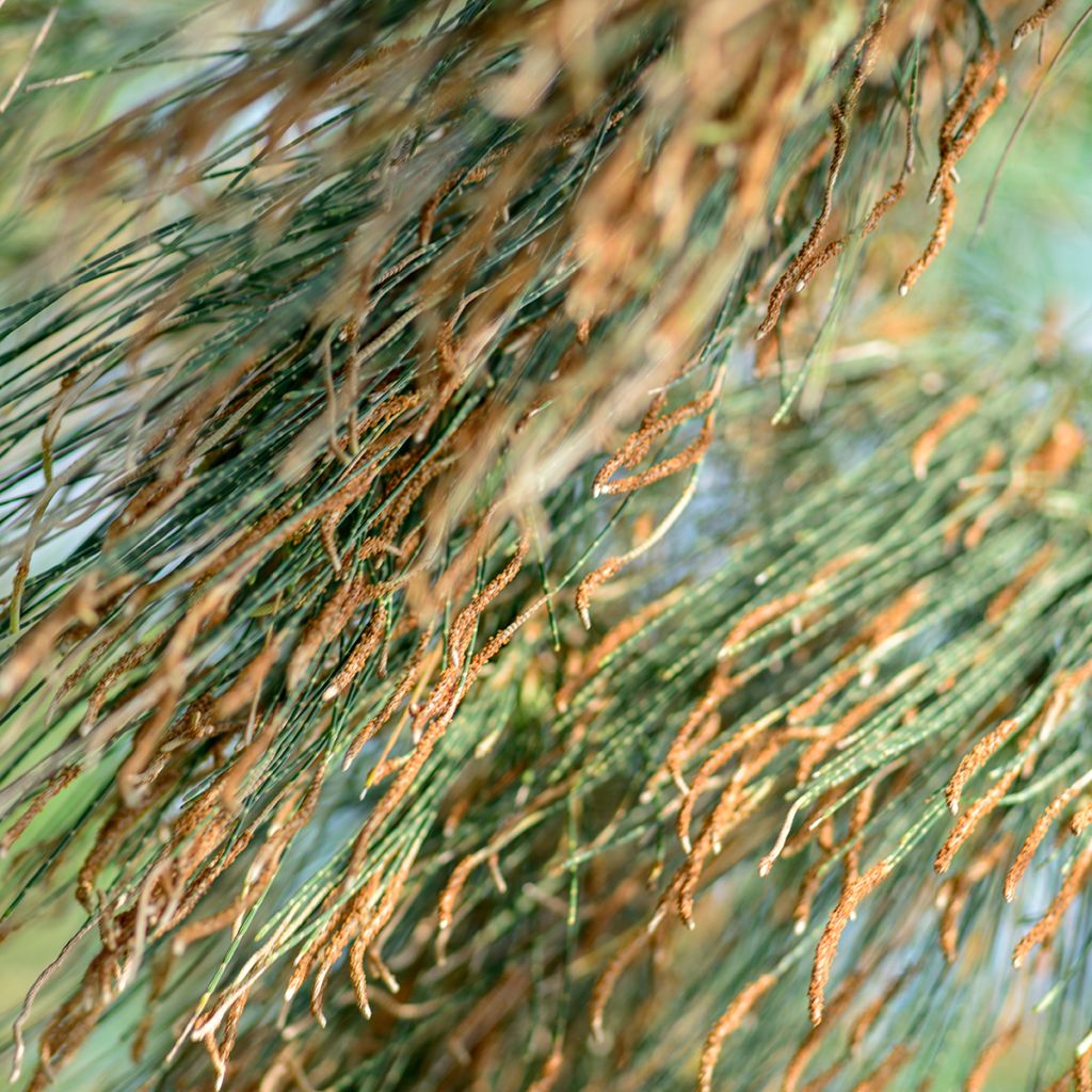 Casuarina equisetifolia - Filao, Pin australien