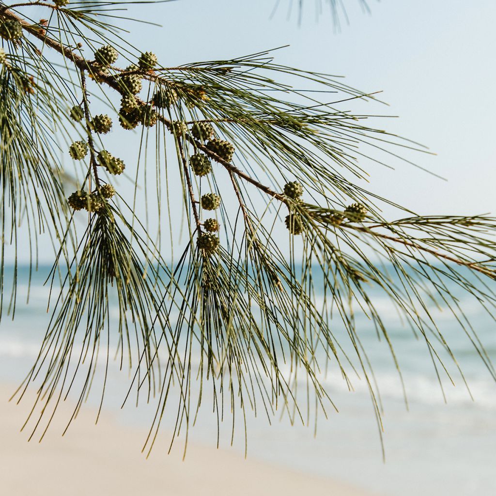 Casuarina equisetifolia - Filao, Pin australien