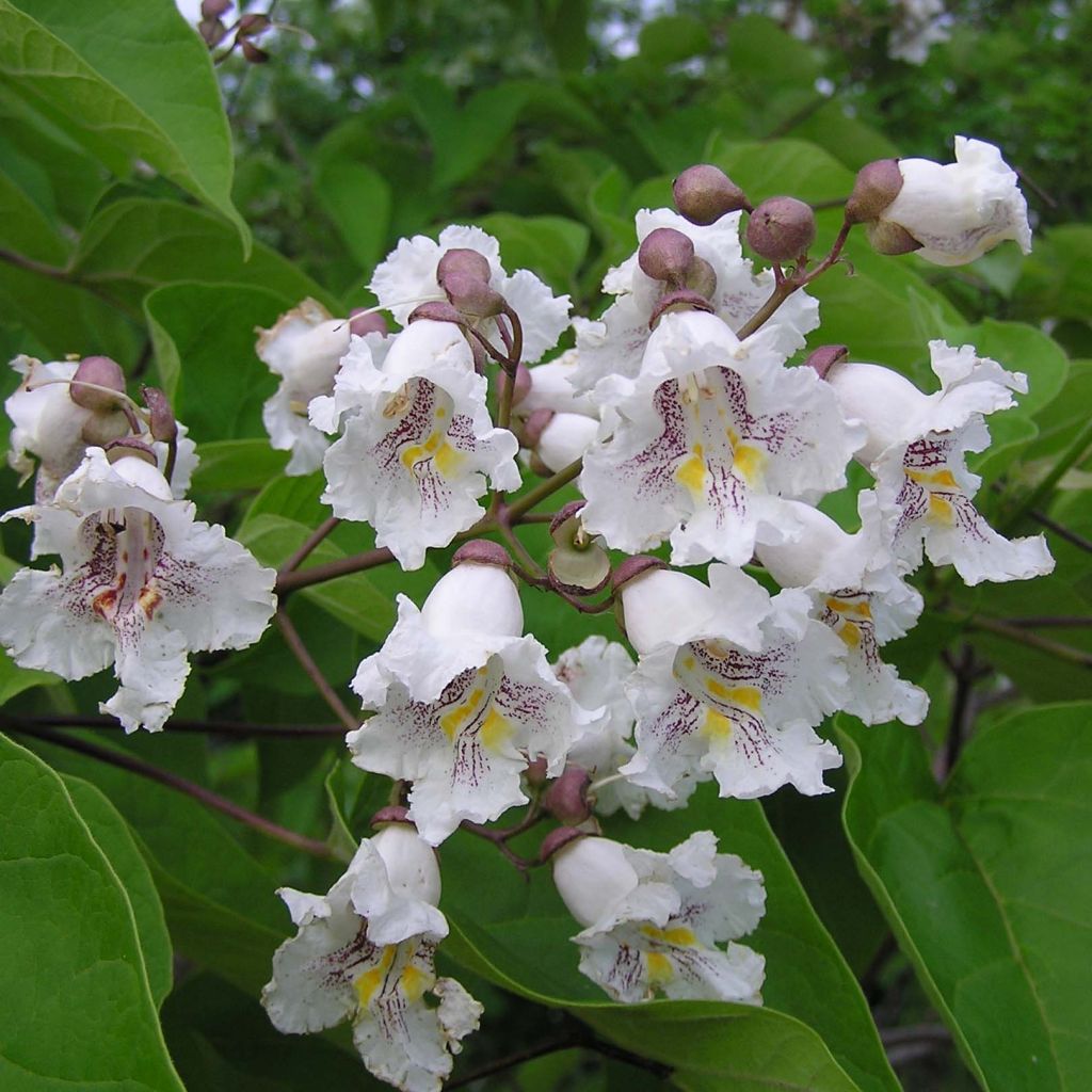 Catalpa bignonioides - Catalpa commun