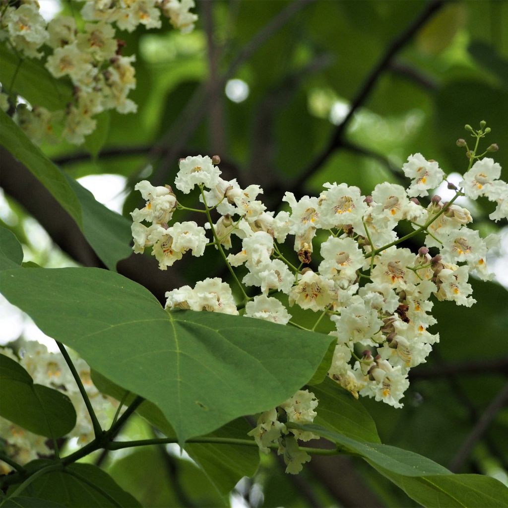 Catalpa bignonioides - Catalpa commun