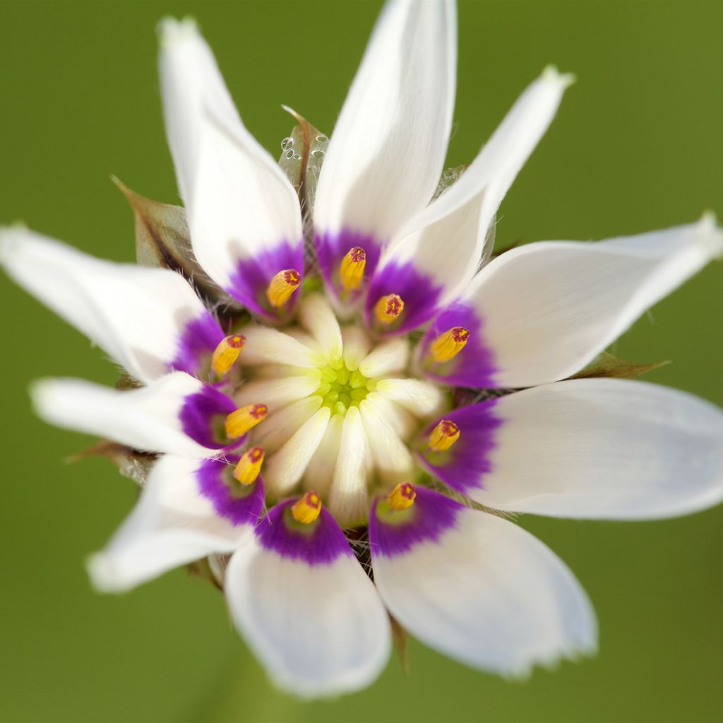 Catananche caerulea Alba - Cupidone blanche