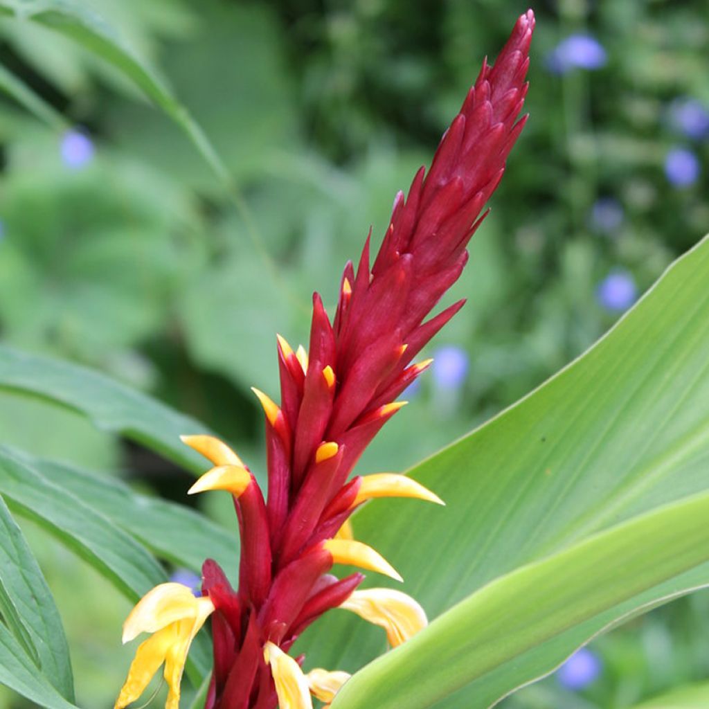 Cautleya spicata Robusta - Gingembre de l'Himalaya