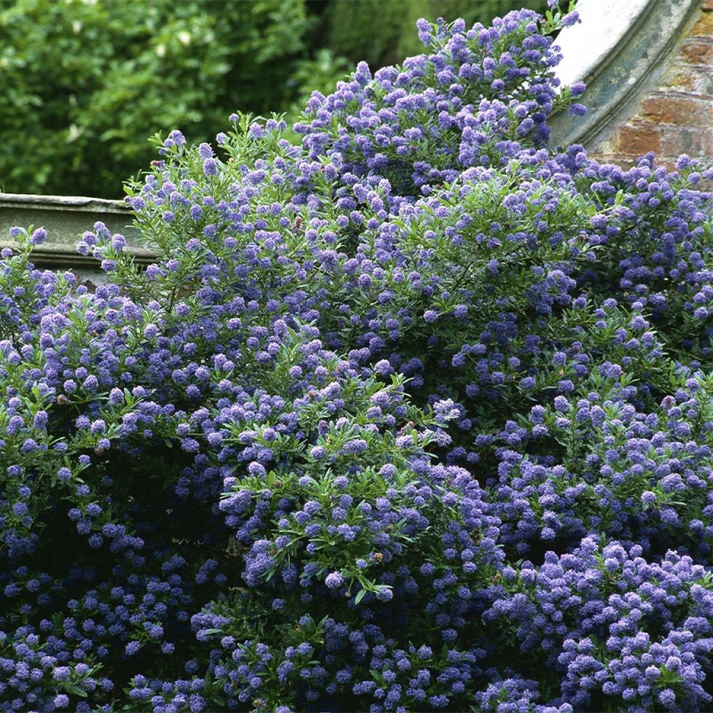 Céanothe Autumnal Blue
