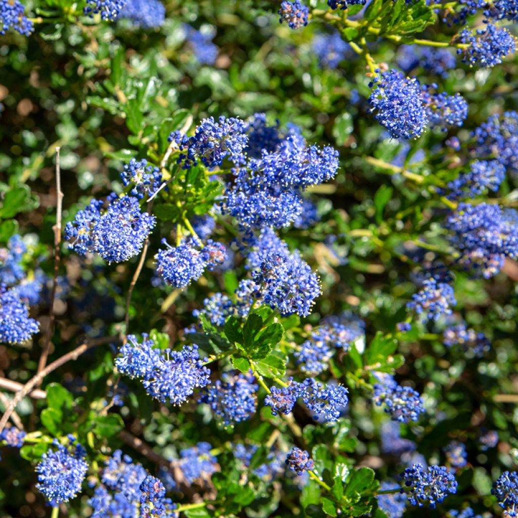 Céanothe Blue Sapphire