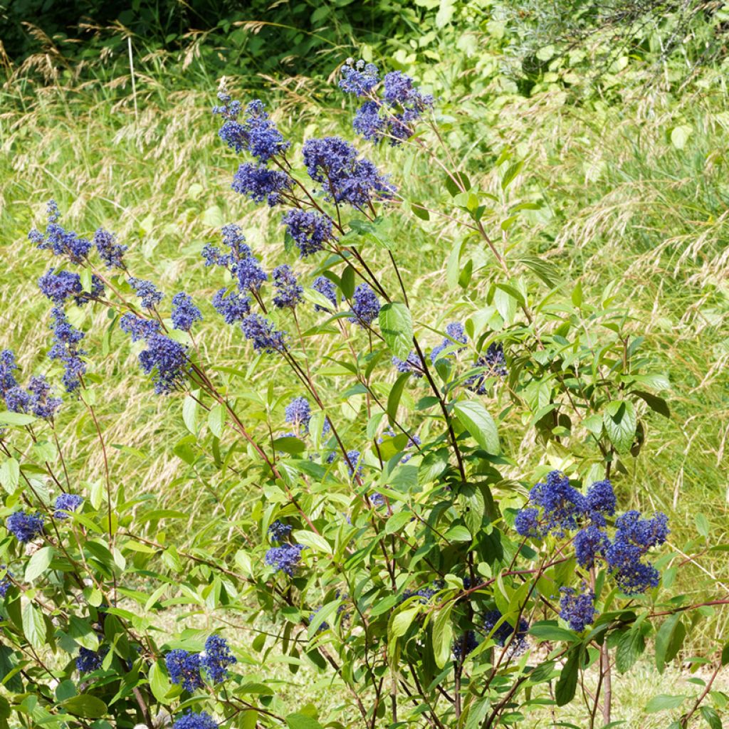 Céanothe Henri Desfossé - Lilas de Californie