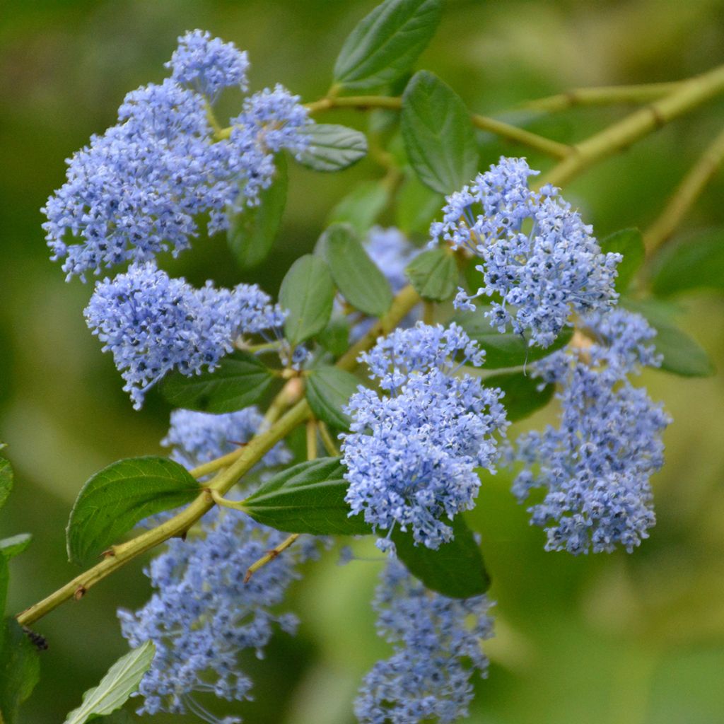 Ceanothe Spring Party - Lilas de Californie