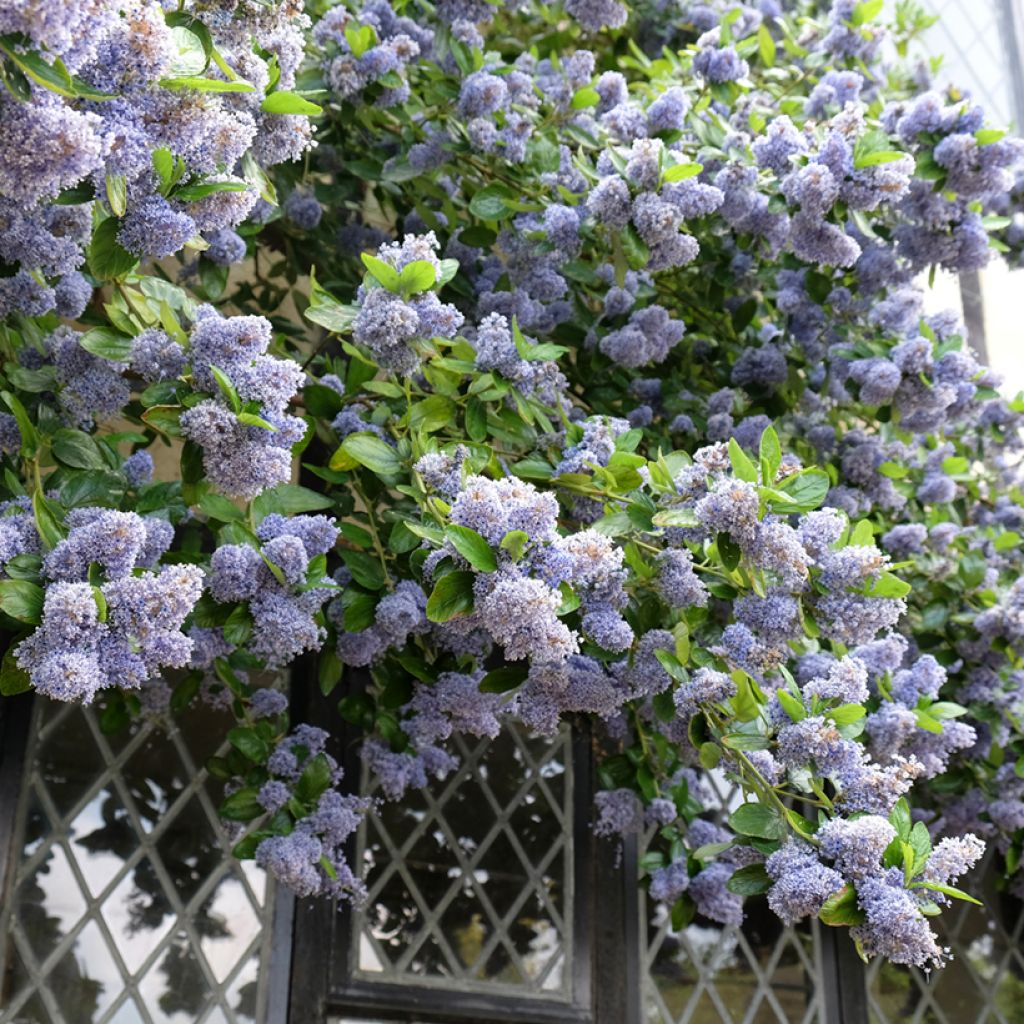 Céanothe arboreus Trewithen Blue