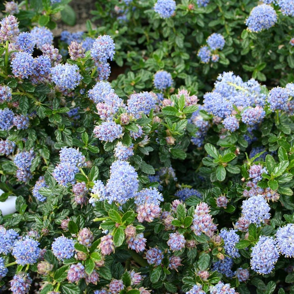 Ceanothus (x) Blue Mound