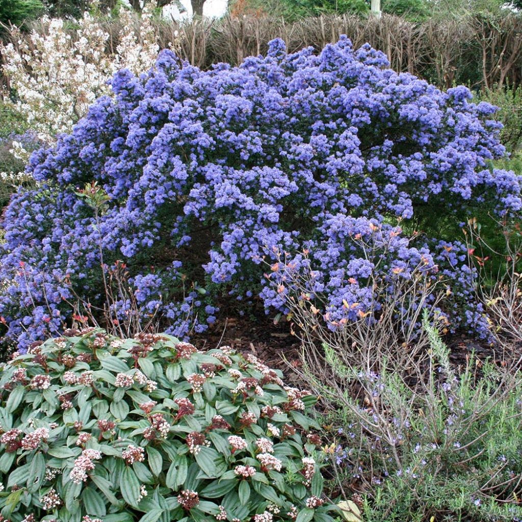 Céanothe impressus Puget blue - Lilas de Californie