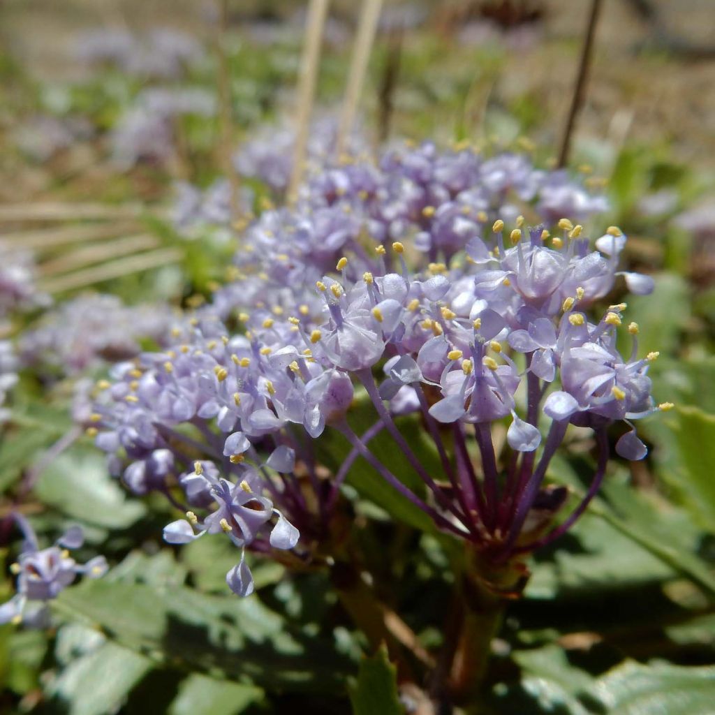 Ceanothus prostratus - Céanothe prostré.