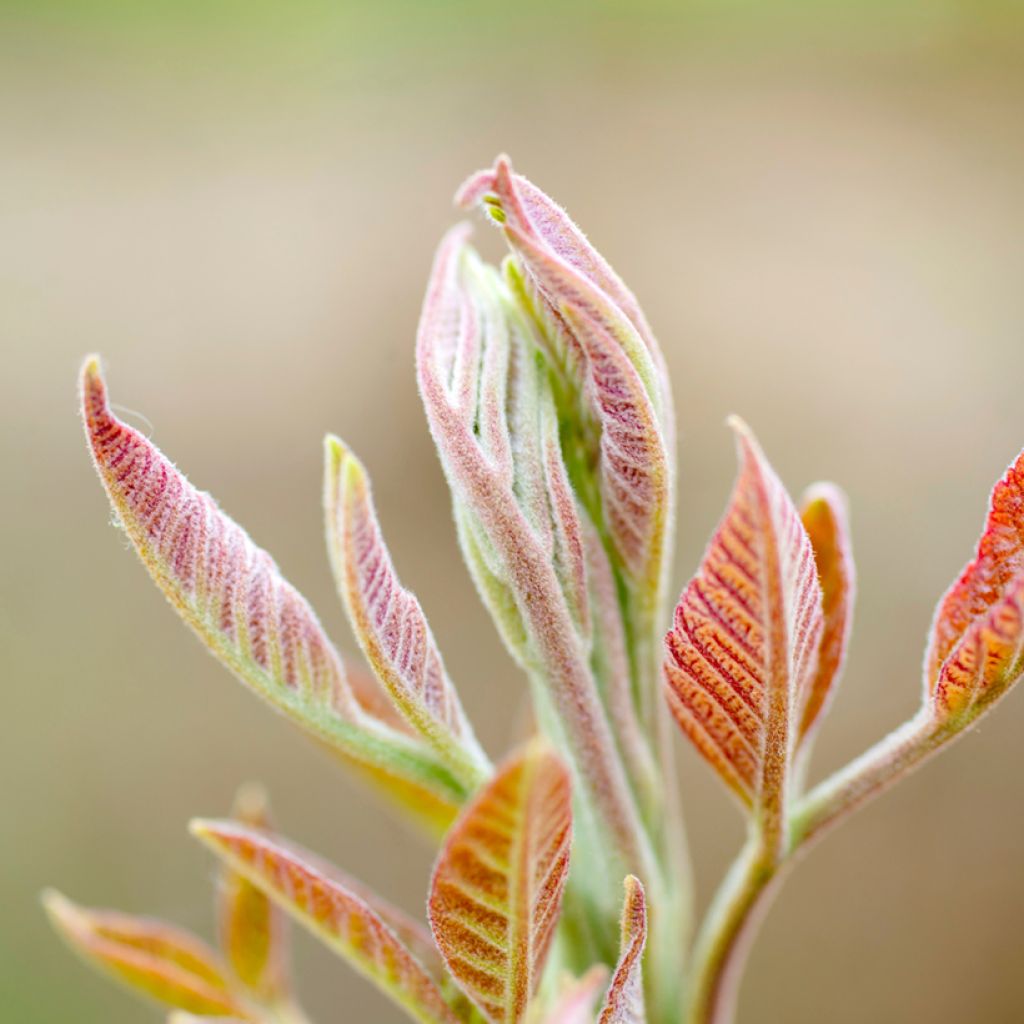 Toona sinensis - Acajou de Chine