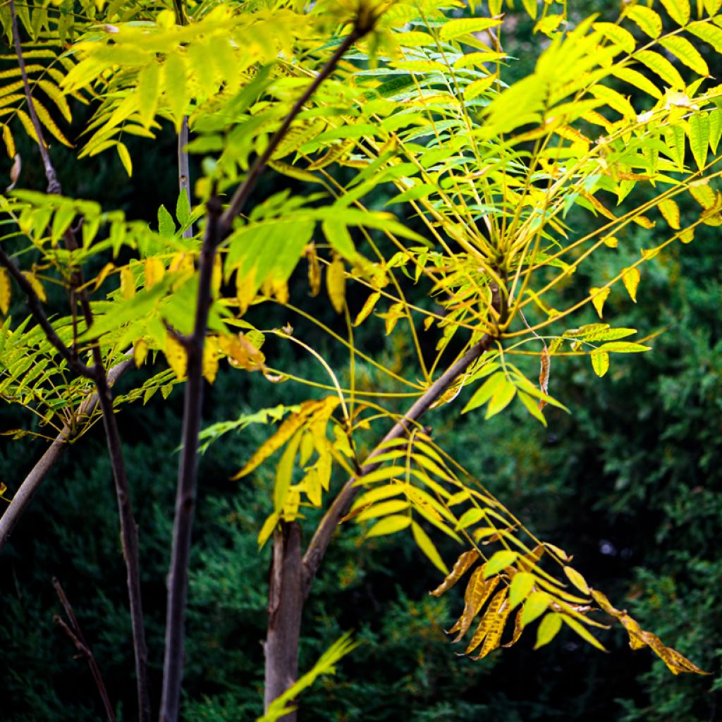 Toona sinensis - Acajou de Chine