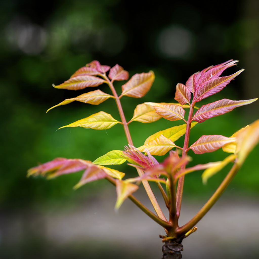 Toona sinensis Flamingo - Acajou de Chine