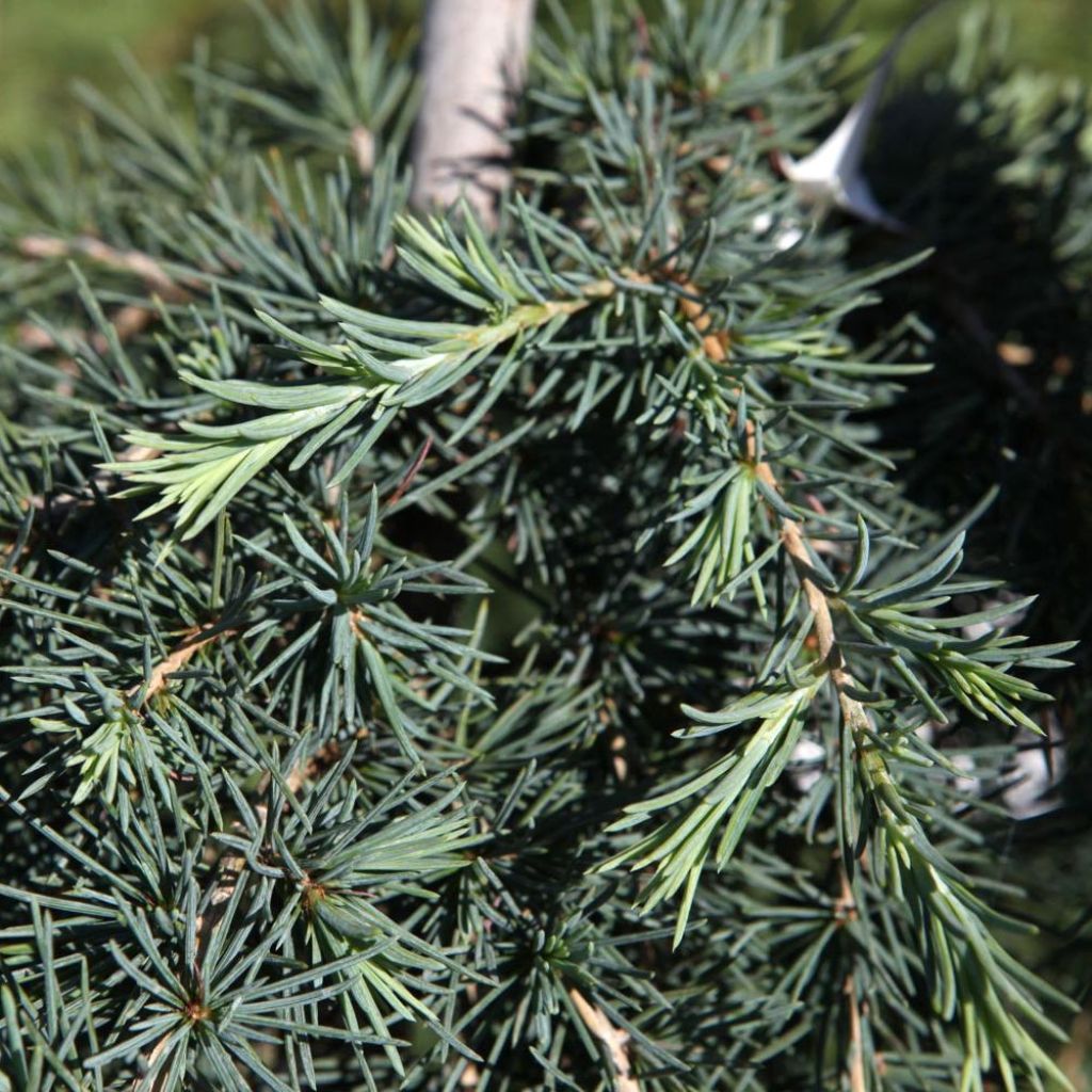 Cèdre de l'Himalaya Feeling Blue - Cedrus deodara