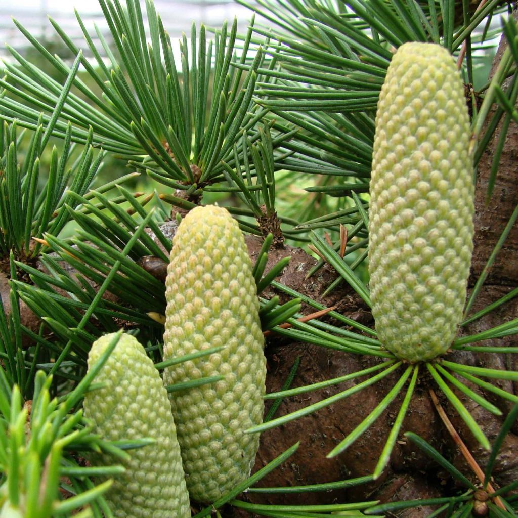 Cèdre du Liban - Cedrus libani