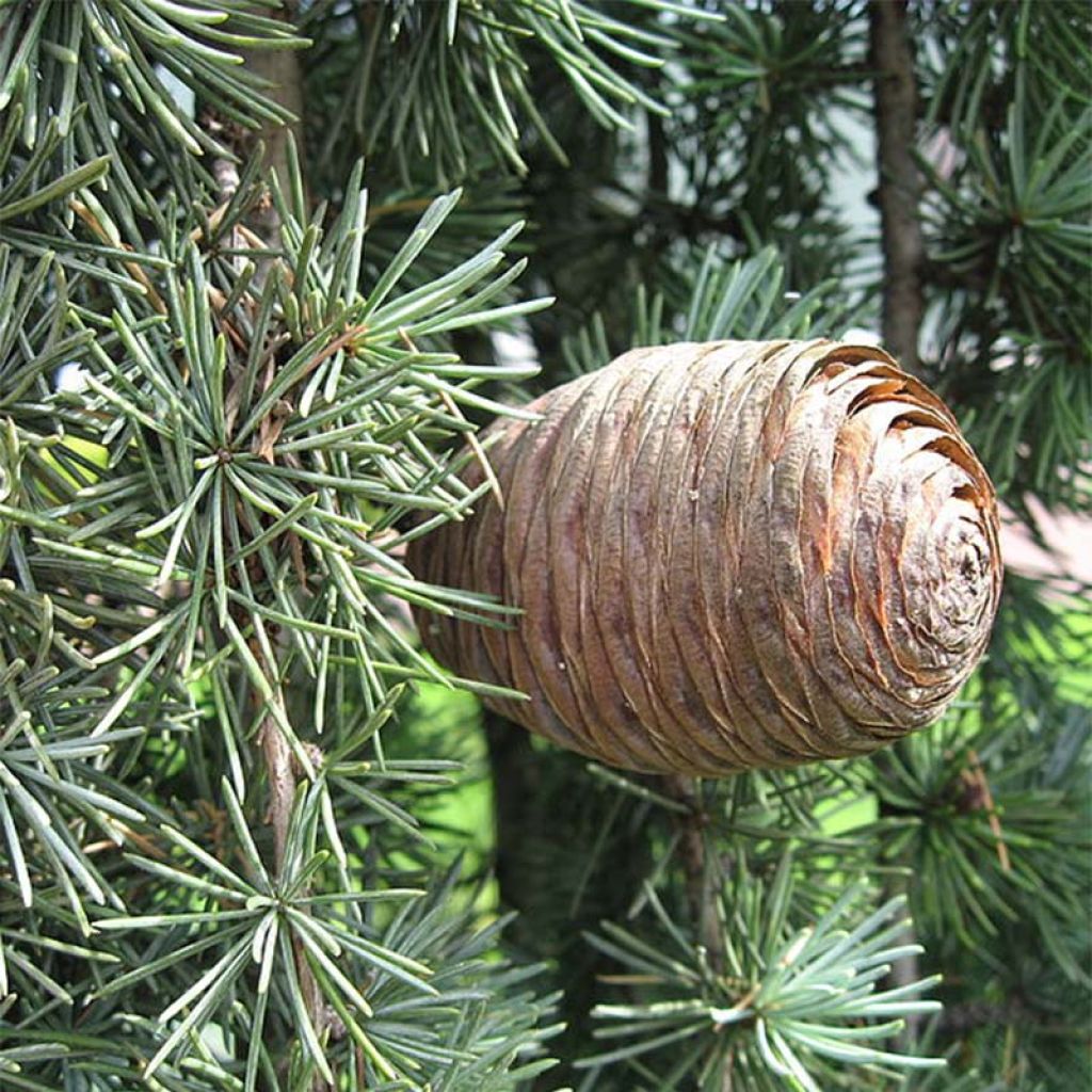 Cèdre de l'Atlas pleureur - Cedrus libani Atlantica Pendula