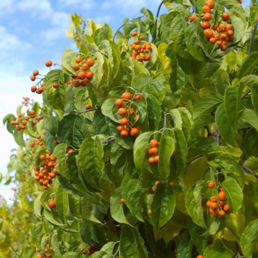 Celastrus Autumn Revolution - Bourreau arbres