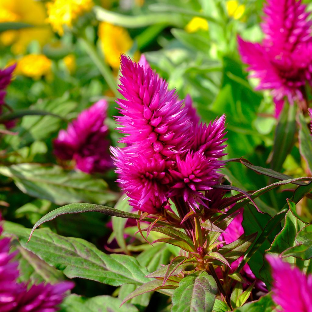 Celosie Kelos Fire Purple Mini-mottes