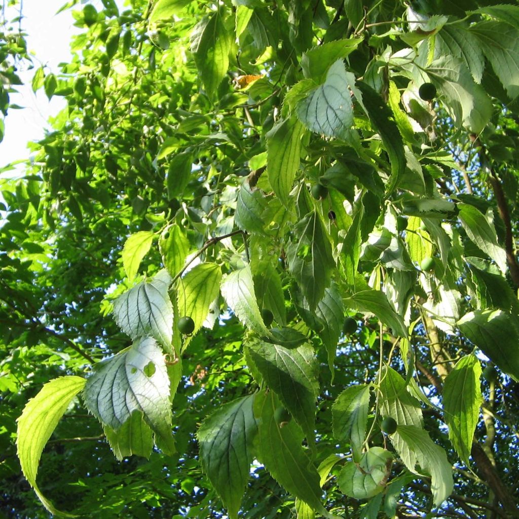 Celtis australis - Micocoulier de Provence