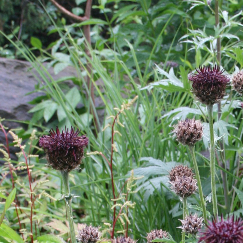 Centaurea atropurpurea - Centaurée pourpre