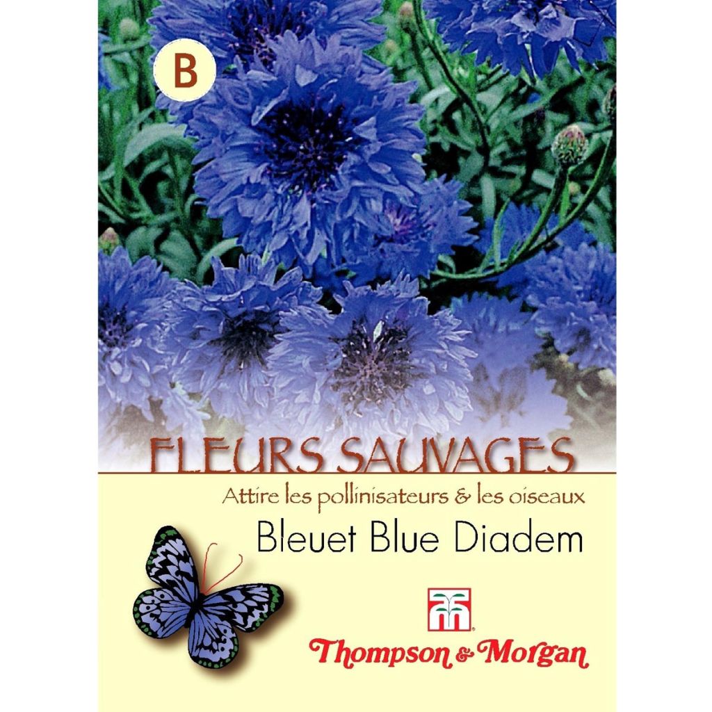Graines de Bleuet Blue Diadem - Centaurea cyanus Blue Diadem