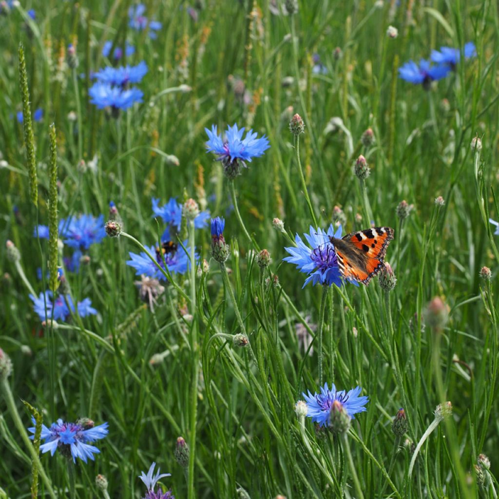 Graines de Centaurée bleuet sauvage - Centaurea cyanus