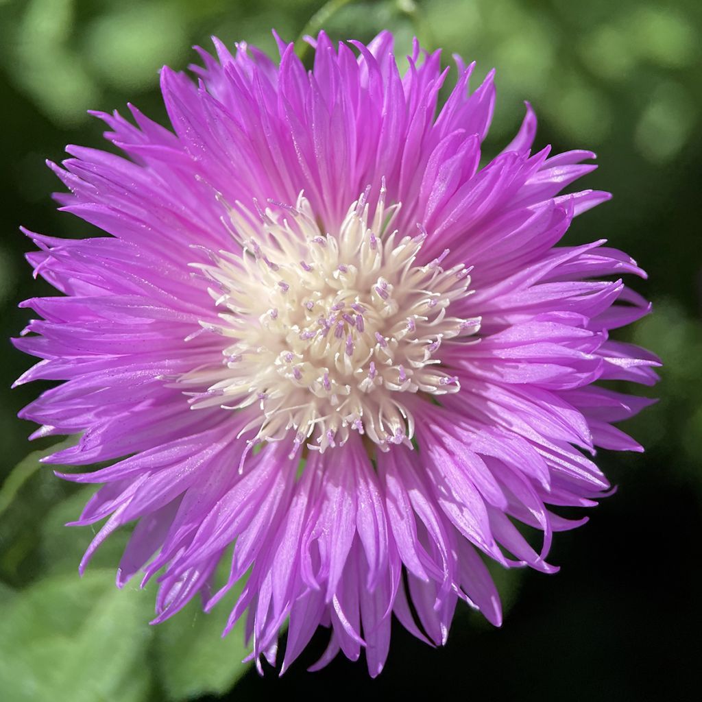 Centaurea dealbata - Centaurée de Perse