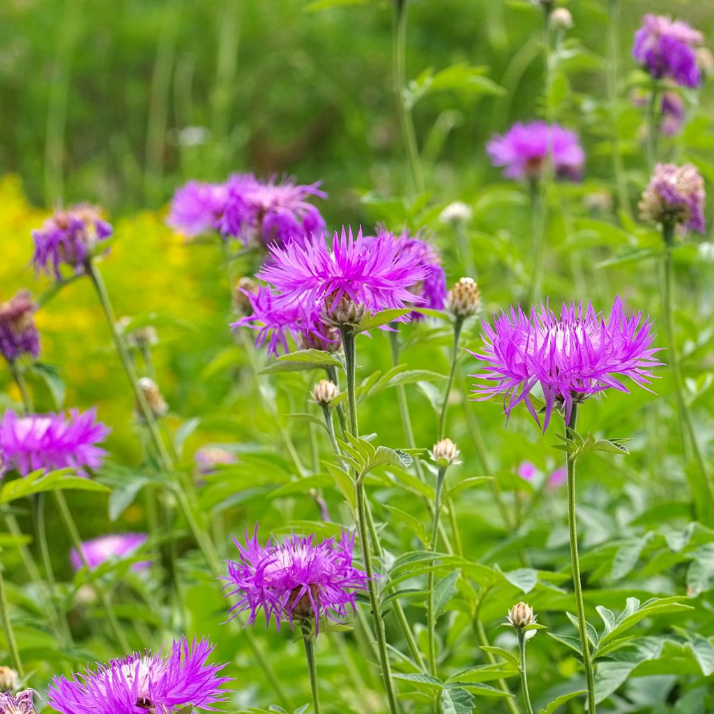 Centaurea dealbata - Centaurée de Perse