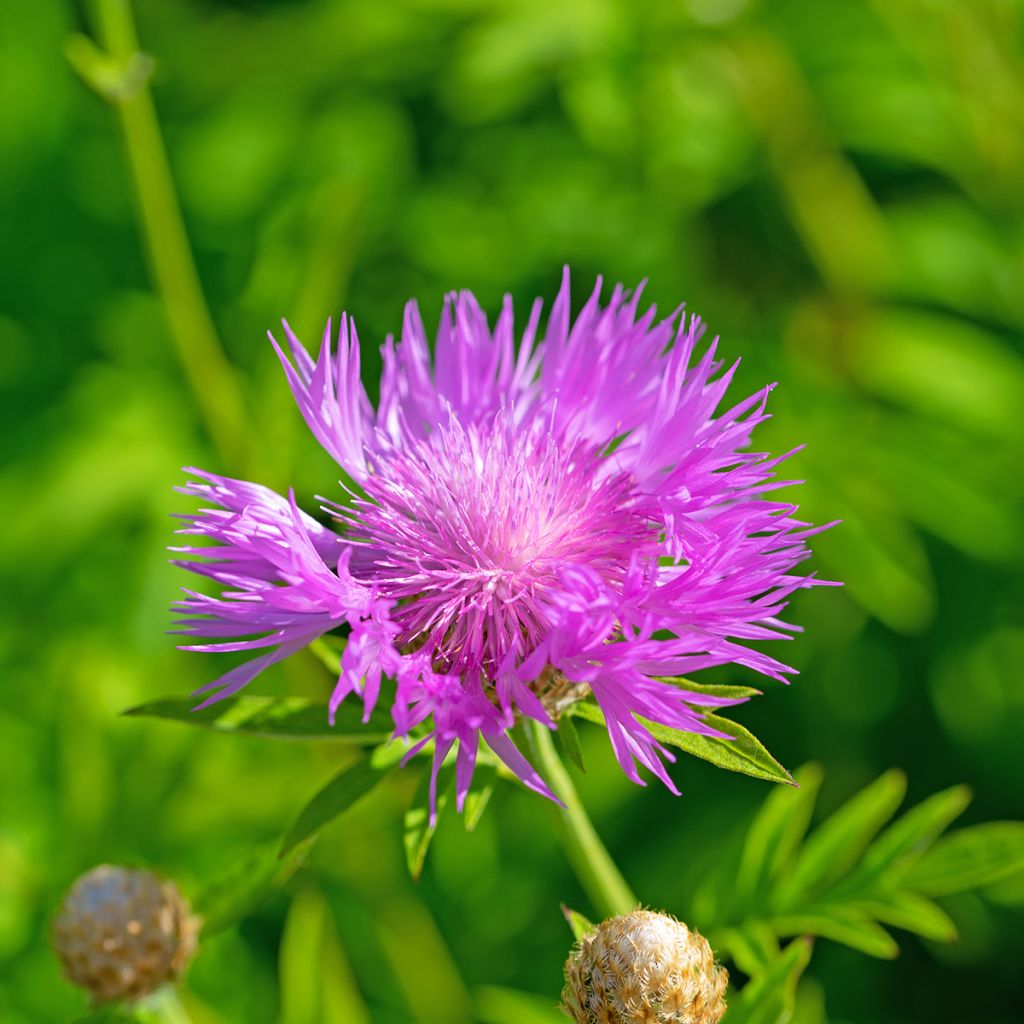 Centaurea dealbata - Centaurée de Perse