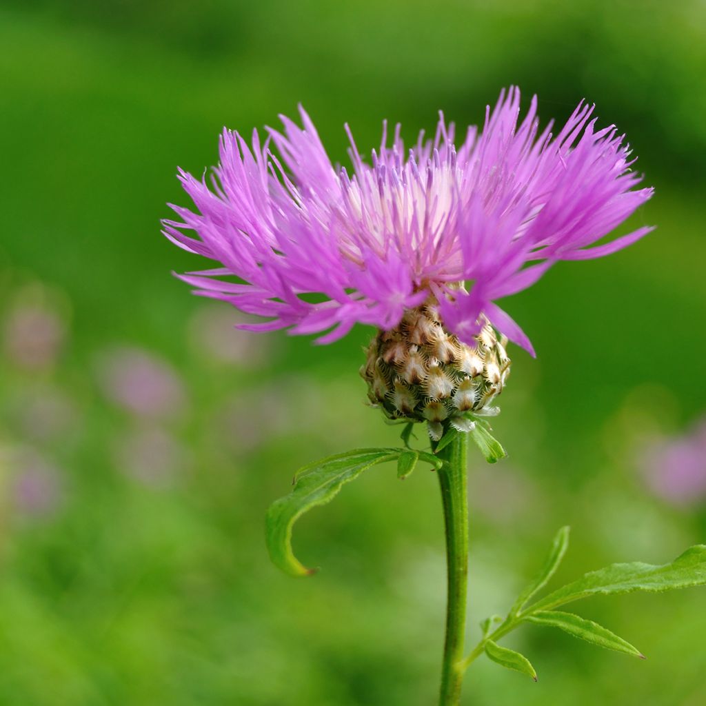 Centaurea dealbata - Centaurée de Perse