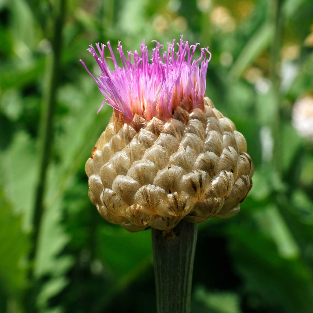 Centaurea dealbata - Centaurée de Perse