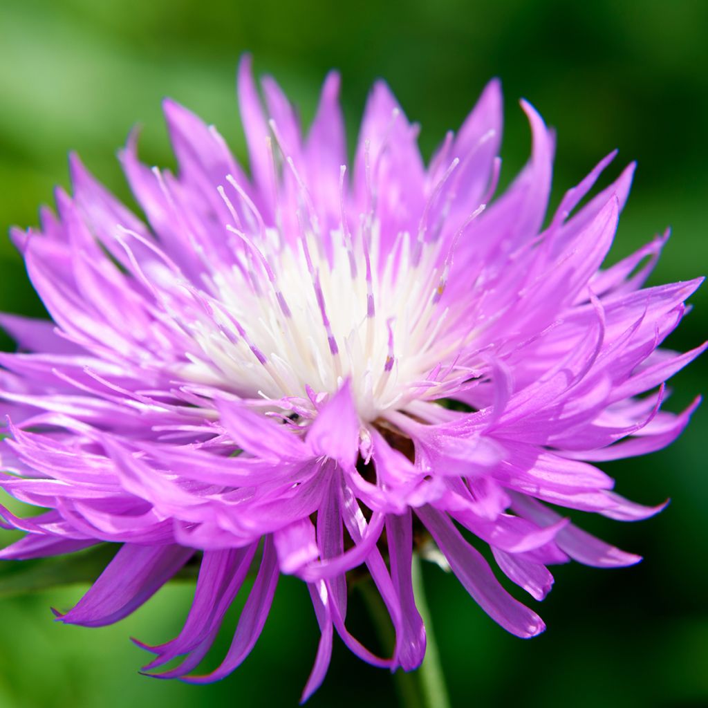 Centaurea dealbata - Centaurée de Perse