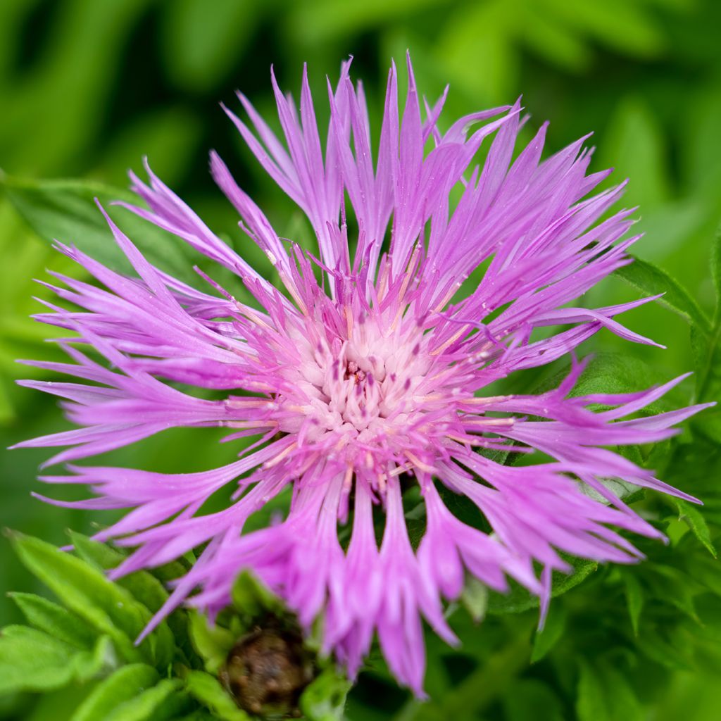 Centaurea dealbata - Centaurée de Perse