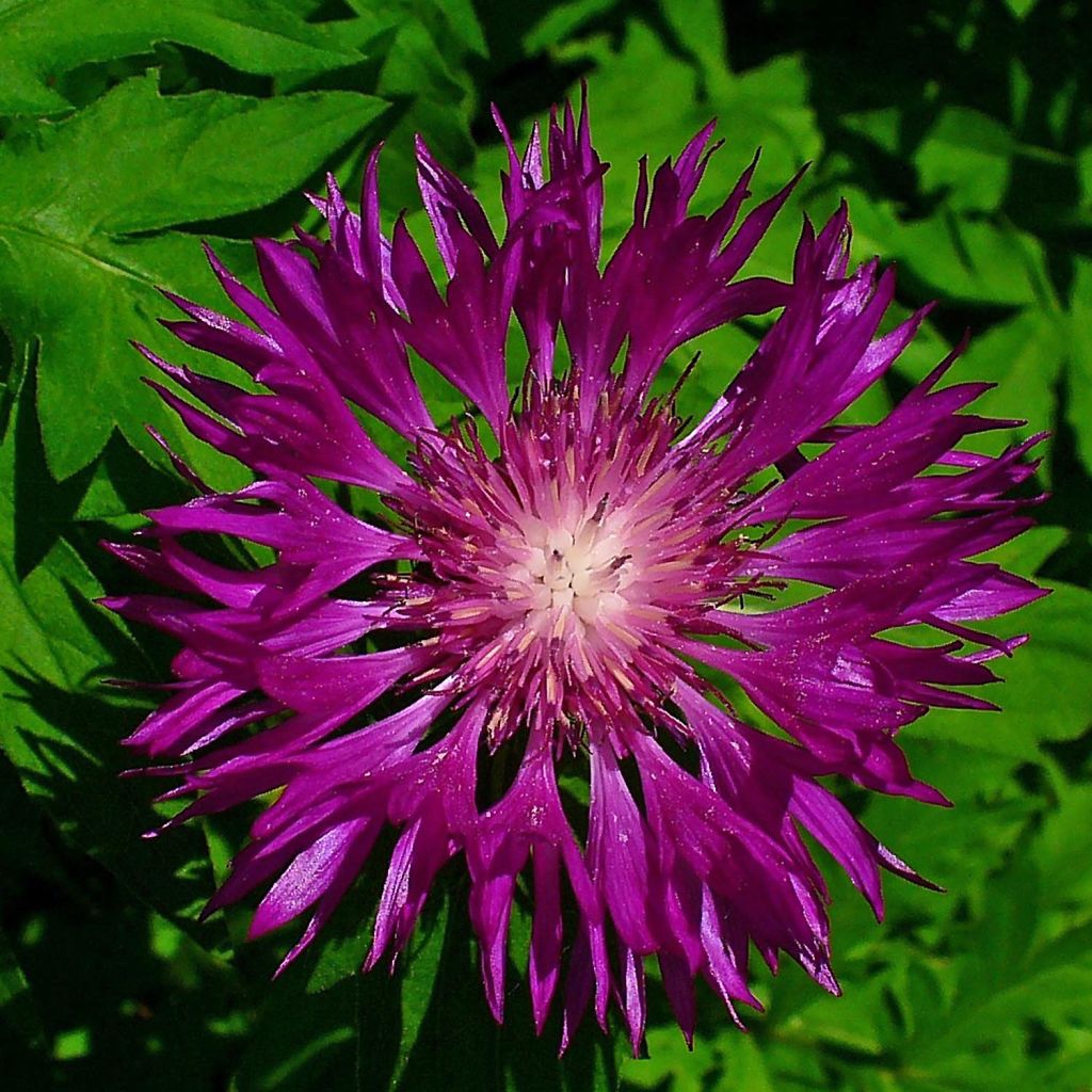 Centaurea dealbata Steenbergii - Centaurée de Perse