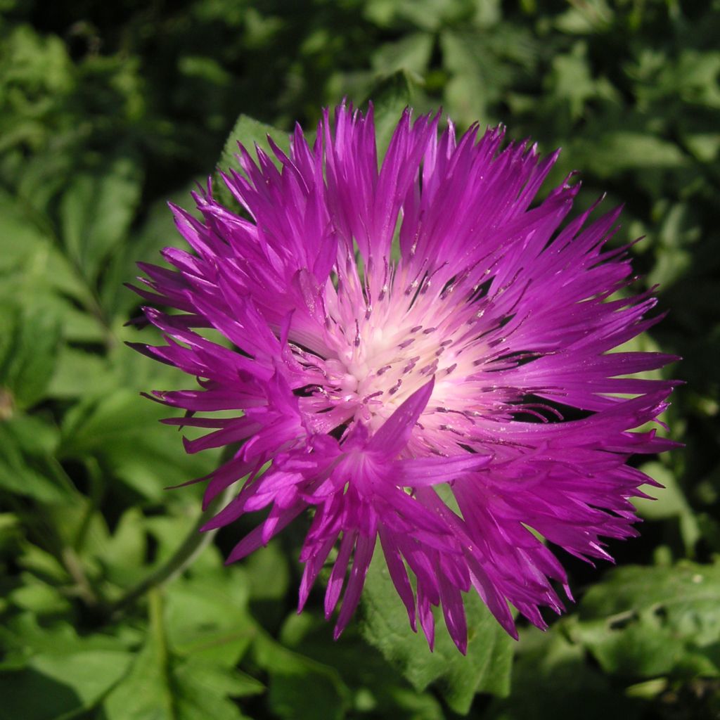 Centaurea dealbata Steenbergii - Centaurée de Perse