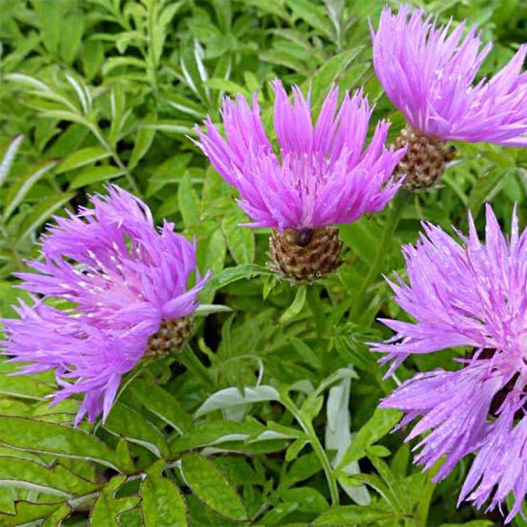 Centaurea dealbata - Centaurée de Perse