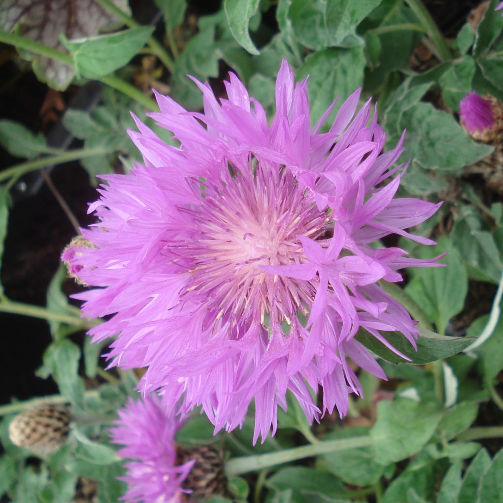 Centaurea hypoleuca John Coutts