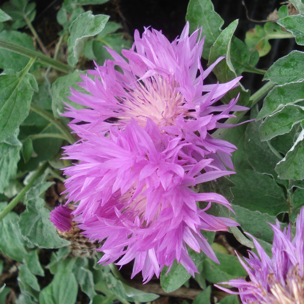 Centaurea hypoleuca John Coutts