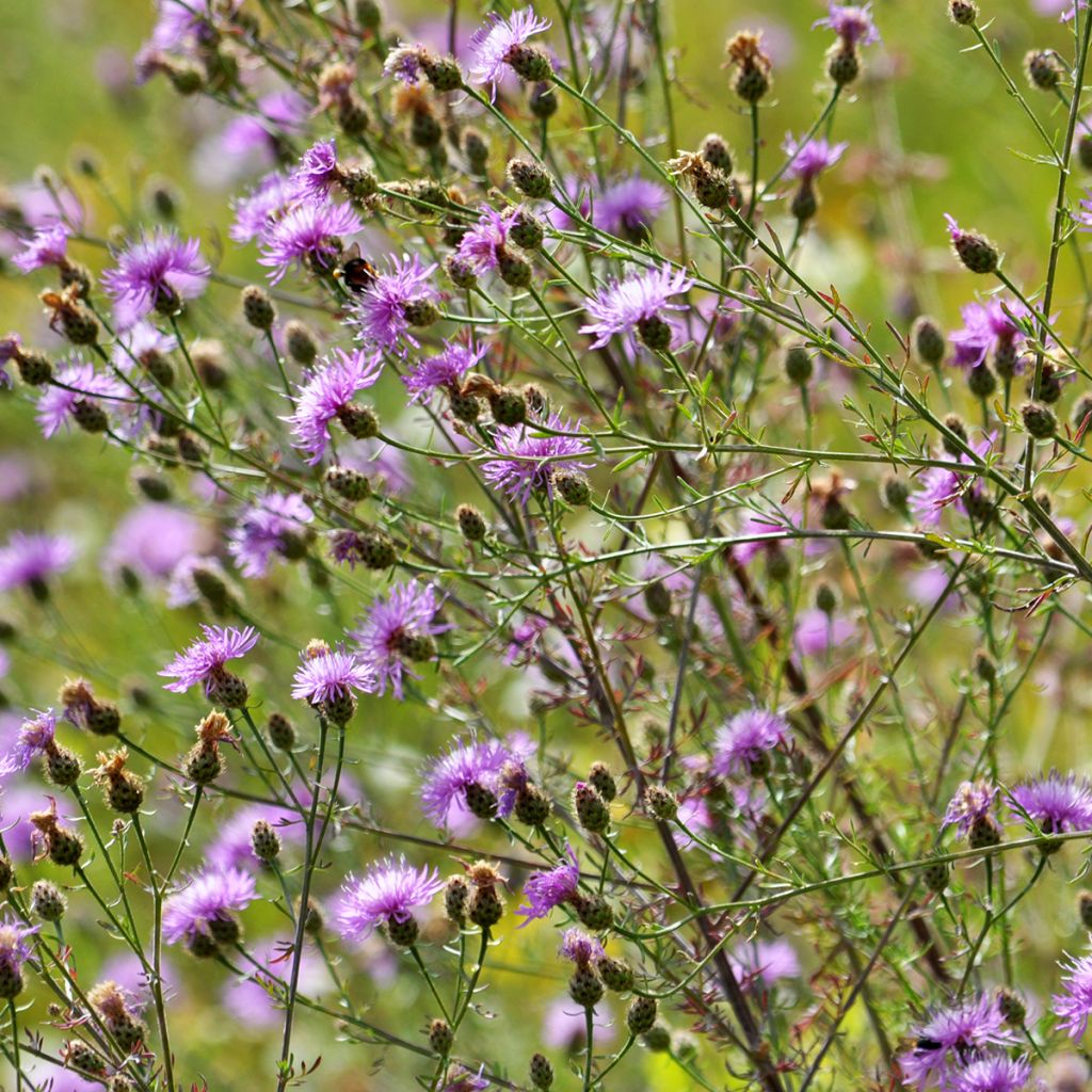 Centaurea jacea - Centaurée jacée