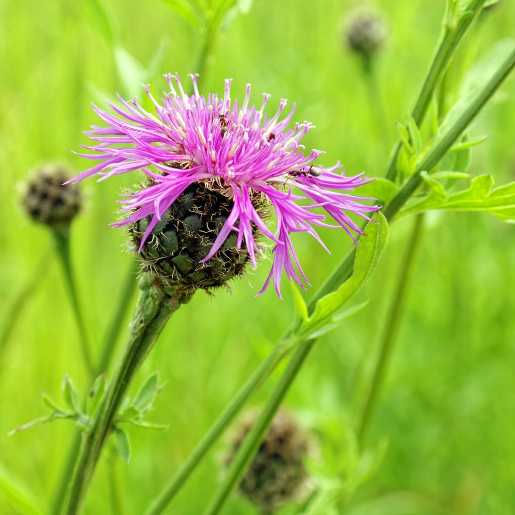 Centaurea jacea - Centaurée jacée